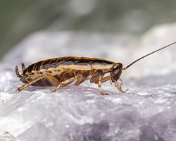 control_plagas_urbanas_cucarachas