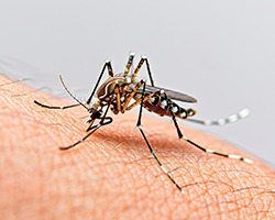 control_plagas_urbanas_mosquitos