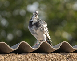 control_plagas_urbanas_palomas