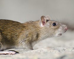 control_plagas_urbanas_roedores