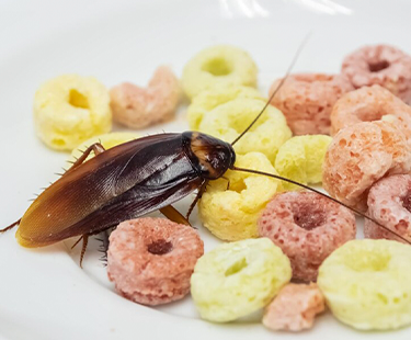 plagas_urbanas_riesgo_salud_publica