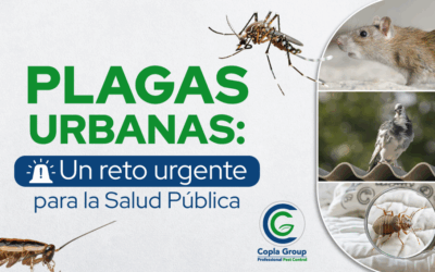 Plagas Urbanas: Un Reto Urgente para la Salud Pública