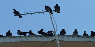 control_aves_palomas_para_empresas