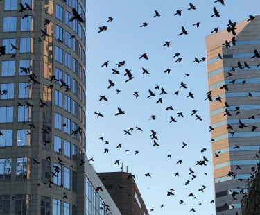 control_aves_palomas_paraempresas