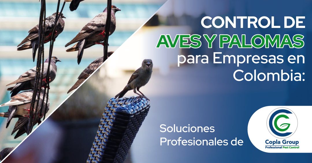 control_de_aves_palomas_para_empresas